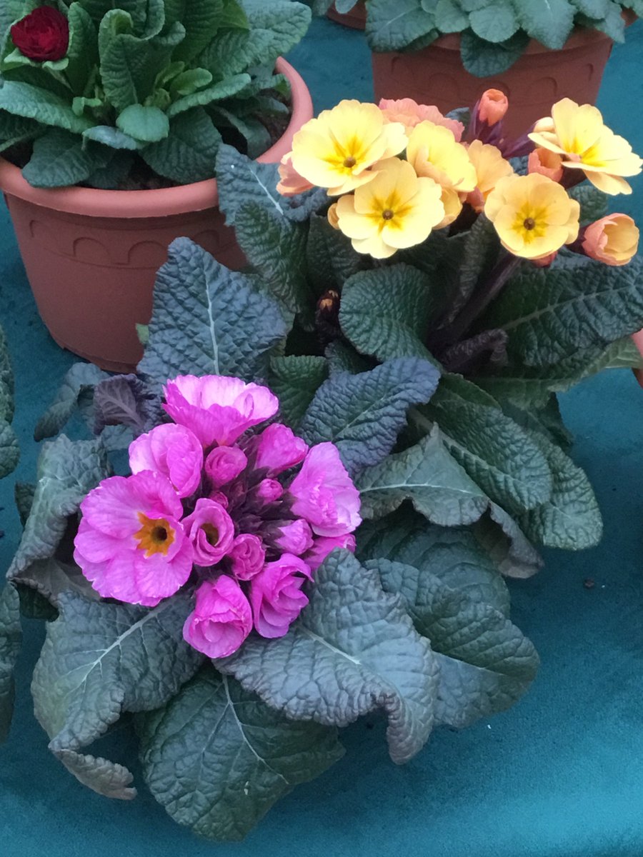 CranbrookPlants's tweet photo. This is how colourful a spring planter should look #polyanthus what a shame #BBCgardenersworld didn’t show a better quality polyanthus, they are available. BUY DIRECT FROM THE GROWER #cranbrookplants https://t.co/SNHbjN2Sre