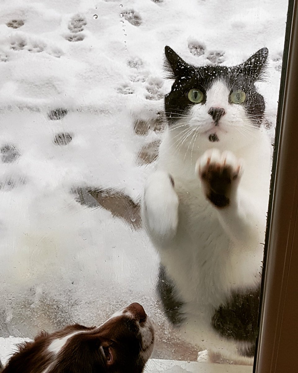 LornaShakesheff's tweet photo. Smudge hates the snow #neededawee #grumpycat Macey is quite happy though. 🐕🐈🐈 https://t.co/6dd9UJYC6q