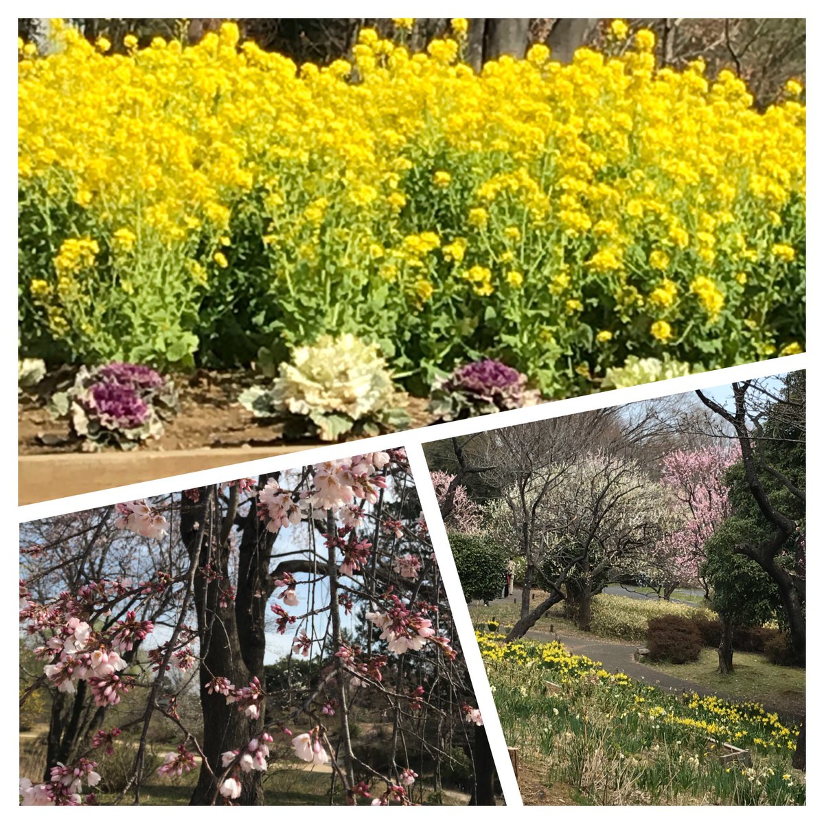 melon7797's tweet photo. 今日は昭和記念公園
春はカラフルなお花いっぱい🌷
わんちゃんいっぱいで楽しいね🐕 https://t.co/QriZrShVOv