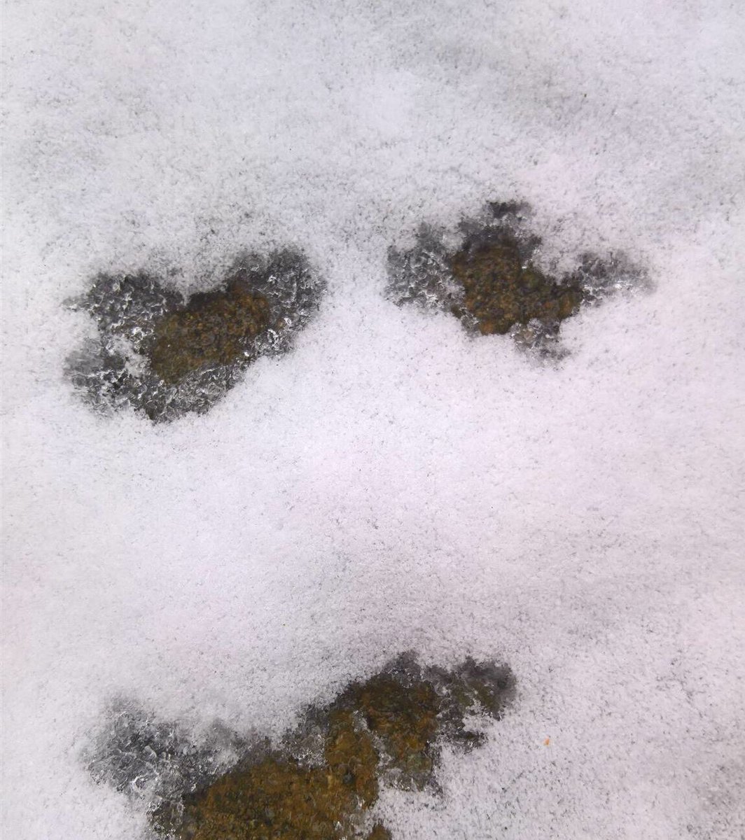 <a href="/thecoolfinds/">thecoolfinds</a> Snow is drunk today 🤣🤣🤣