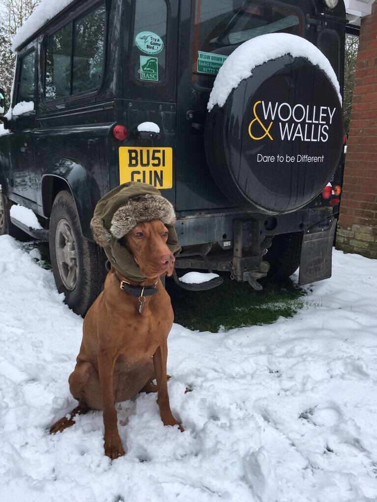 WoolleyWallisEA's tweet image. In other news, Martha is not sure about more snow... #vizla #snowday