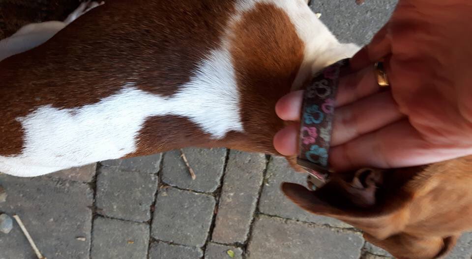 DOG FOUND in Roscam, Galway. Has collar but no name tag. Someone must be missing her. Please share <a href="/lostfoundpets/">Lost & Found Pets IE</a> <a href="/MADRADogRescue/">MADRA Mutts Anonymous Dog Rescue & Adoption</a> <a href="/galwayad/">Galway Advertiser</a> <a href="/Galwaybayfmnews/">Galway Bay fm News</a> @LisaReganPR