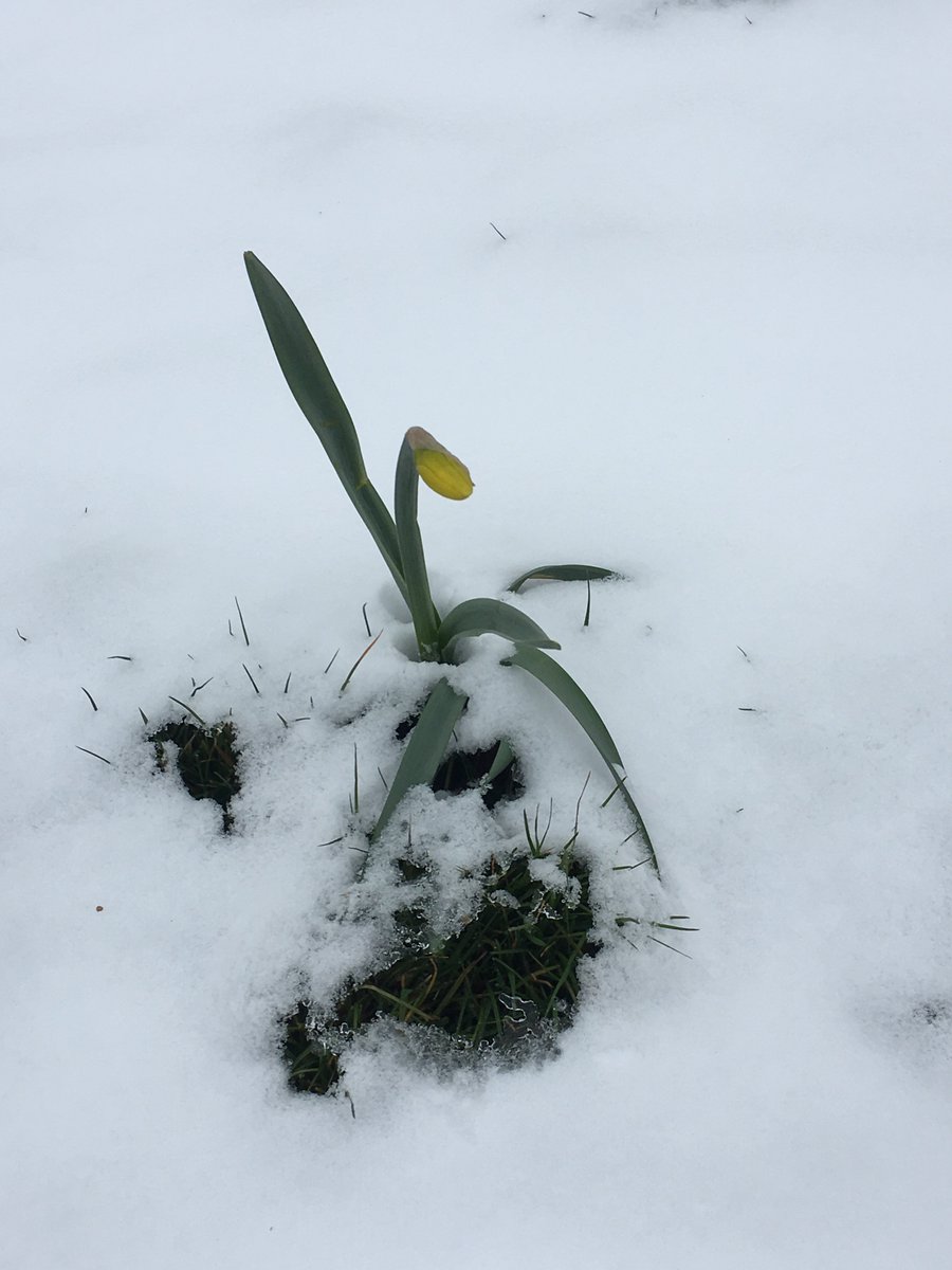 Poor little Daffs, battling on through the snow