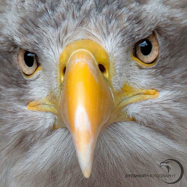 Close Up | White-Tailed Sea Eagle
.

#whitetailedseaeagle #eagle #birdsofprey