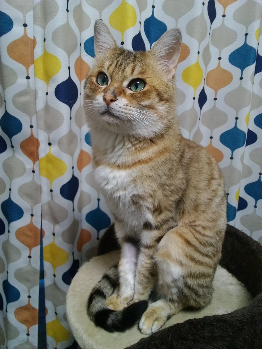 Minori A Twitter 突然ですが ネコの里親を募集しています オス 4歳位 去勢済 予防接種済 猫エイズ 猫白血病検査済 陰性 終生飼育 完全室内飼いを約束できる 大阪市近隣にお住まいの方 保護時の医療 去勢費用を実費で負担いただきます 興味があれば Dm
