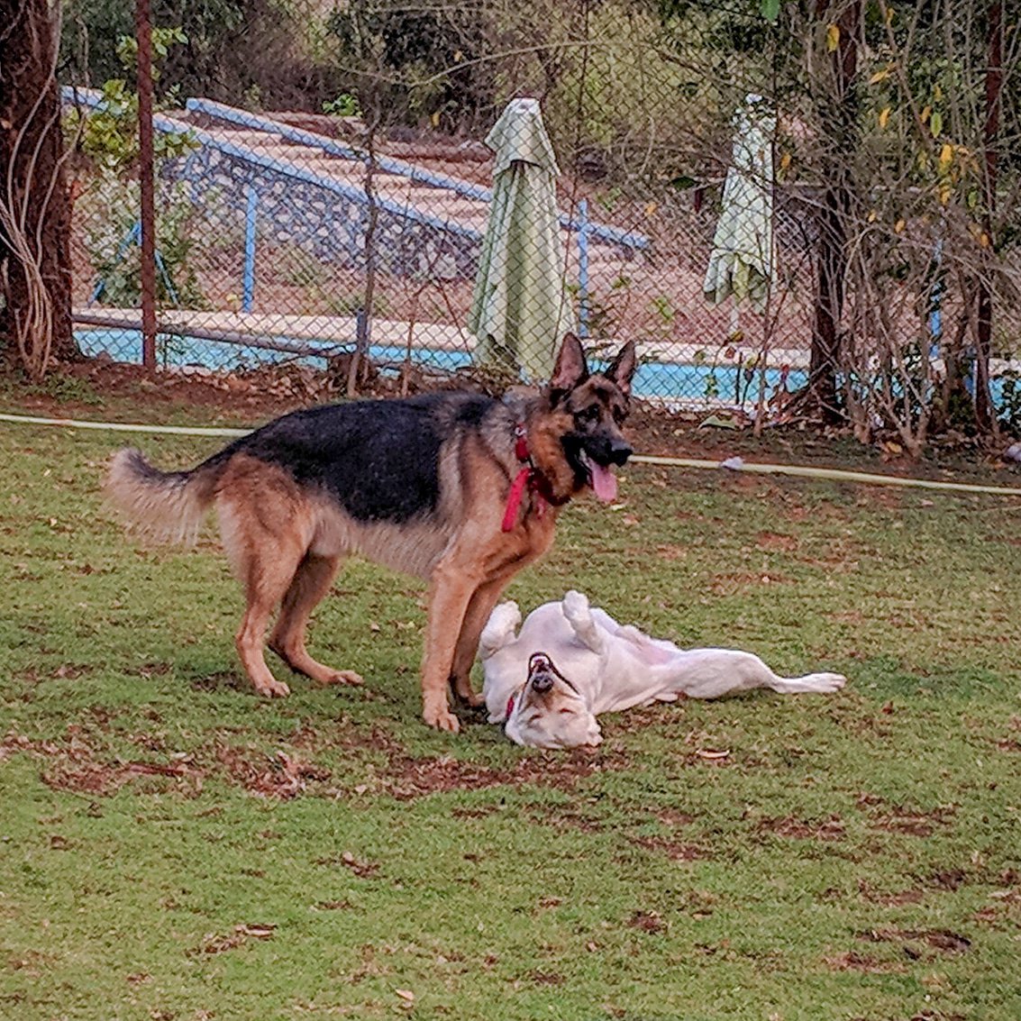 PhoebesFarm's tweet photo. this is d #perfect #expression 4m #Zizou d #Labrador & #Zay d #GSD of a #weekend well spent at Phoebe's Farm. It's such a #content #feeling 2see them #runfree #offleash, #socialize & just #enjoy the #freedom from #city #life😁
#perfectexpression #germanshepherd #weekendwellspent https://t.co/ifblWANRDm