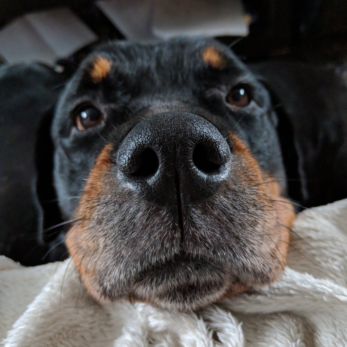 PlainJayne81's tweet photo. I look down, and see this gorgeous-ness.. 😍 #rottweiler.. #rotti.. #dogsoftwitter.. #dogs4life.. #dogs.. #photography.. #nofilter.. #googlepixel2camera.. #googlepixel2xl.. #teampixel.. 🐾 https://t.co/ABsv5U38p9