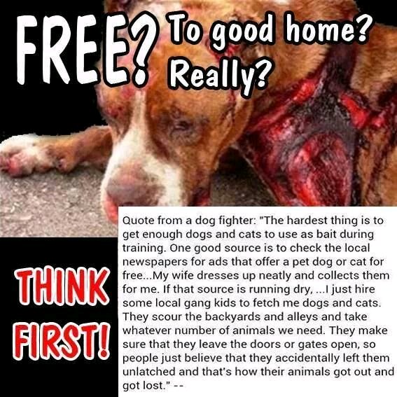 Protect_Wldlife's tweet image. CAN EVERYONE IN THE UK PLEASE SIGN &amp;amp; RT THIS PETITION FOR THE #DOGSOFTWITTER 🐶

UK PETITION: Sign &amp;amp; RT: Tell The UK Government - Anyone Convicted Of Involvement In #DogFighting In ANY WAY Must Receive An AUTOMATIC Custodial Sentence! petition.parliament.uk/petitions/2144…