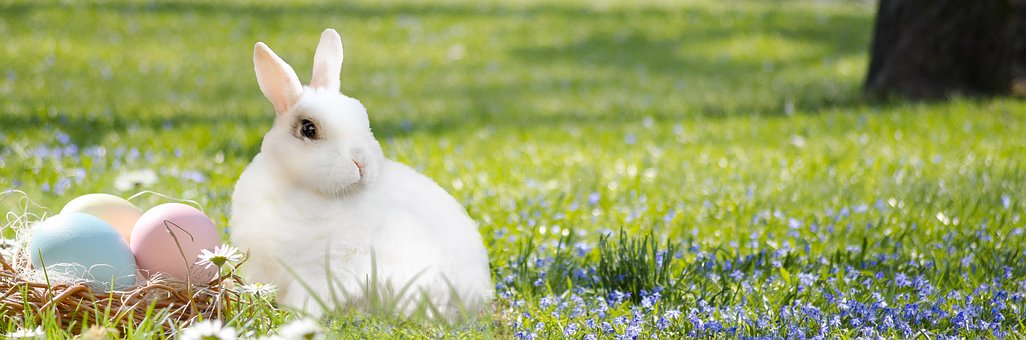 ToscaSouthwick's tweet photo. Easter is just two weeks away. We are open normal hours, so just closed Easter Sunday. https://t.co/txg3AWgJnj