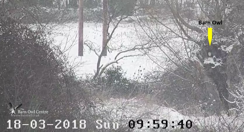 BarnOwlCentre's tweet photo. Today's view 18th March 2018 showing a section of our Owl Sanctuary in Spring. Also an image view showing one of our wild Barn Owls sat in her tree hollow thinking it's Spring too brrrrrrrrrr. Hopefully today will be the last of the snow. #BeastFromTheEast2 #Gloucester #snowuk https://t.co/e8oVbKk81O