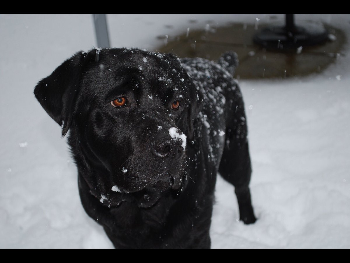 MerlinBlackLab's tweet image. Good morning! Do you have snow to fool around in today?