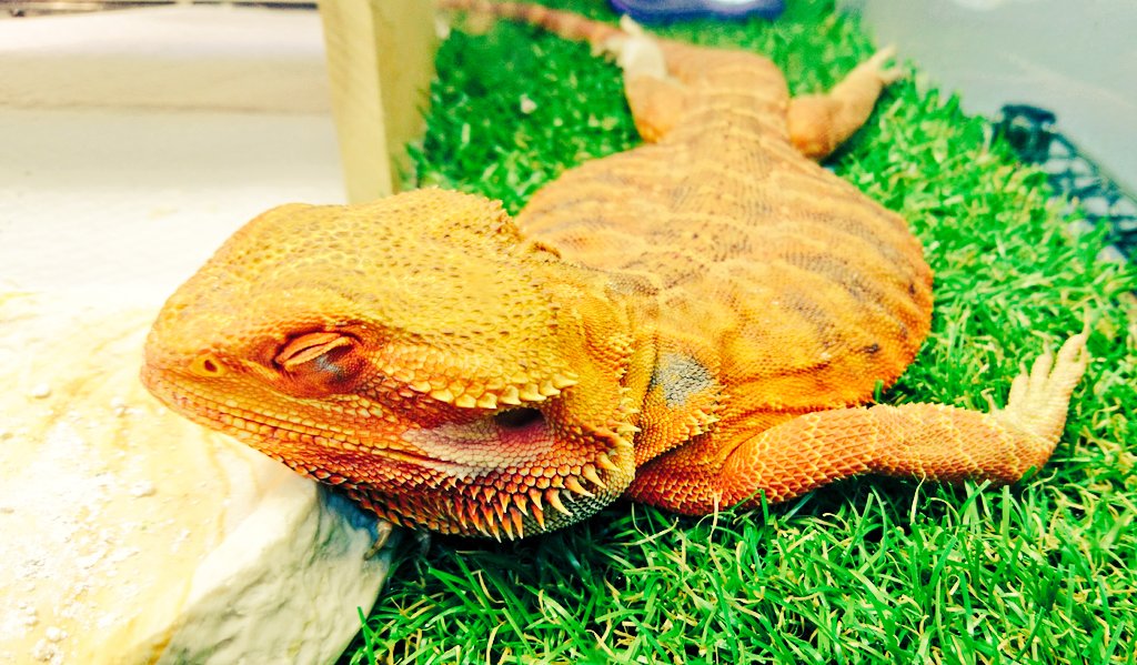 アゴちゃん Rena Twitter