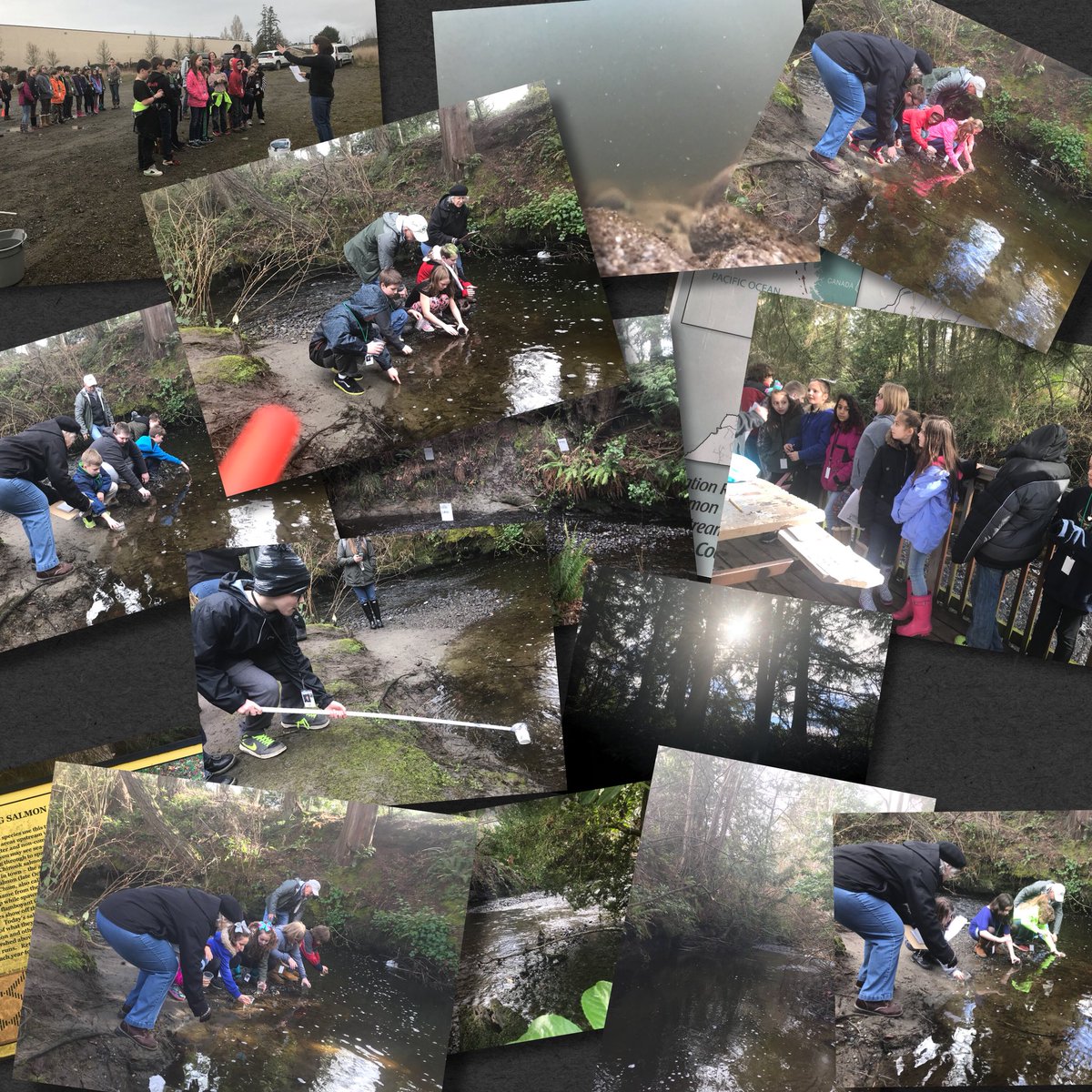 MrsTavis's tweet photo. Green Mountain 4th Graders released their Salmon fry into Clear Creek. These students learned so much about this Keystone species! Special thanks to all  the volunteers that made it possible!  @GMPrincipal1 @CentralKitsap https://t.co/WucnJ26UAl