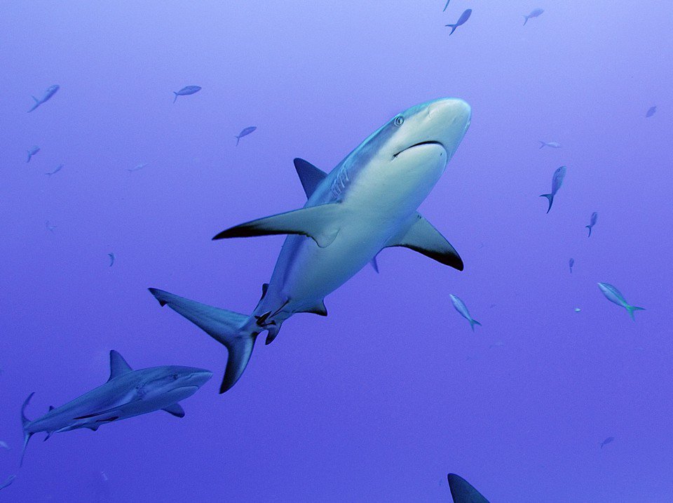 JazzyDolphin's tweet photo. TELL CONGRESS TO BAN THE TRADE OF #SHARKFINS IN THE #USA
#OpFunKill 
✍️🦈👉 https://t.co/AbaWE68CHx https://t.co/CoBaeYMNb7