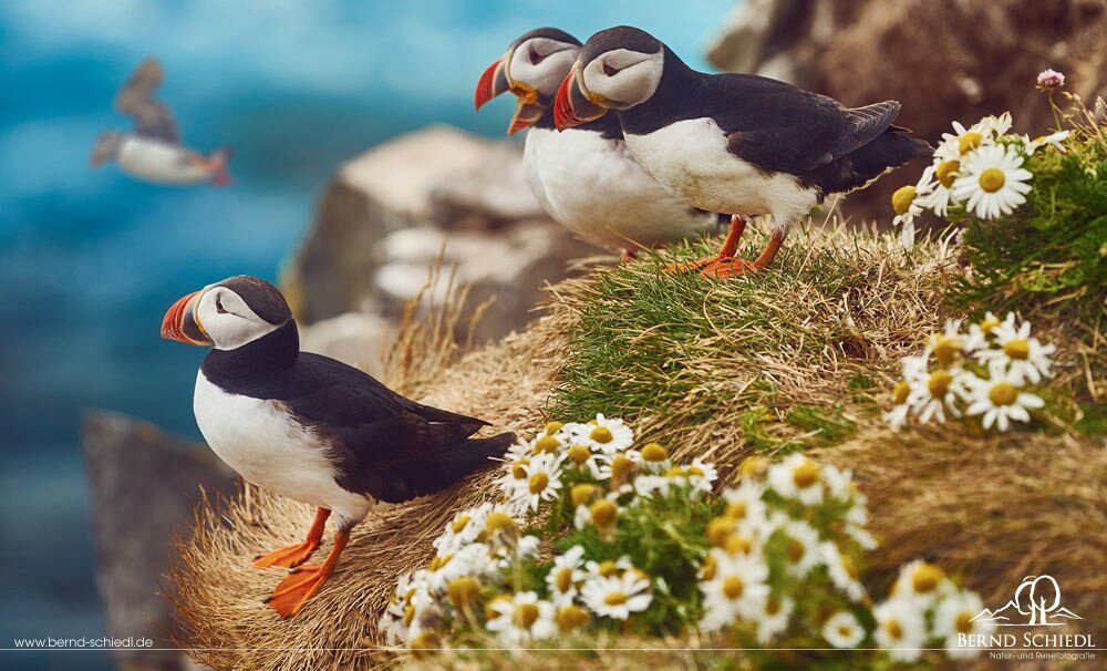 Happy Sunday friends !!
Puffins