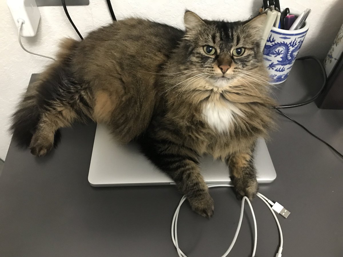 tracysscp's tweet photo. Mom  enjoy the Sunday :))) ...... my Mac:((( https://t.co/nkW3RZKQih