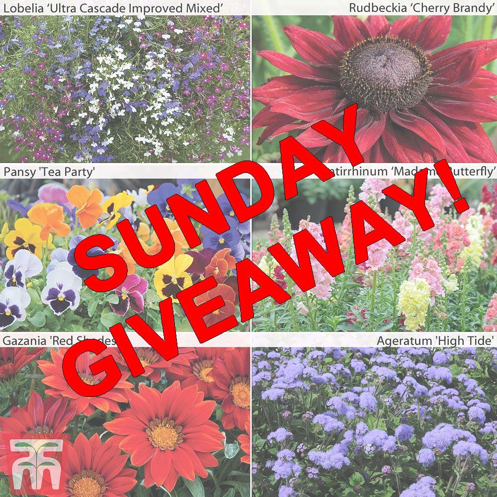 Sunday Giveaway! Were giving away 3 packs of 72 summer bedding plug plants to 3 lucky winners! Just comment your favourite summer flower below then retweet too! 
Check out the collection here >  buff.ly/2Dv7Byd
Closes on 19th March at 10am. Winners selected at random.