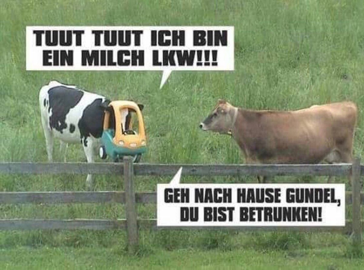 😂 #mademyday #sprechendeKühe #Kuh #funnysunday