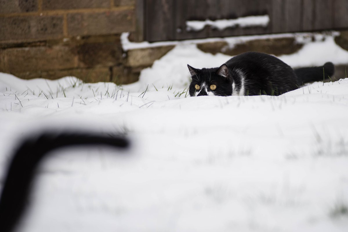 ModParlPhotos's tweet image. Flat cat. #stealthfail #transatlanticcats #oreo