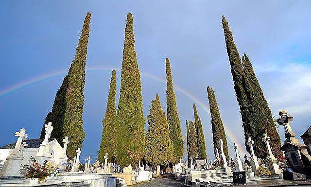 Juan_Naranjo_'s tweet photo. Apolo se enamoró del joven Cipariso, al que regaló su ciervo preferido como ofrenda.
Un día, accidentalmente, Cipariso mató al ciervo y su pena fue tan grande que pidió a los dioses ser convertido en el árbol de la tristeza.
Y por eso hoy plantamos cipreses en los cementerios. https://t.co/5mvqUc2t3W