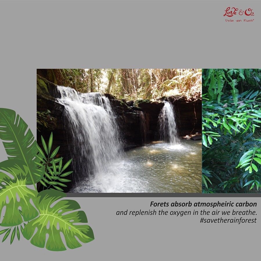 loveeando2's tweet photo. Forests absorb atmospheric carbon and replenish the oxygen in the air we breathe.

The conservation of forest resources in the watersheds that supply water for irrigation, sanitation, and human consumption is an important component of water supply strategies.
-
#savetherainforest https://t.co/71HR3uzYp5