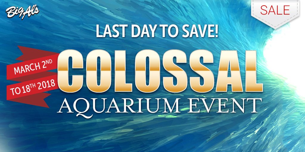 BigAlsAquarium's tweet photo. COLOSSAL Aquarium Event - Last Day to Save! View deals --> https://t.co/9oK6iAYl0E #GlassEvent #AquariumTanks #Hobby #FishKeeping #Fish #BringUsHome #KeepOnTankin #BigAls https://t.co/vw6ItkGdNG