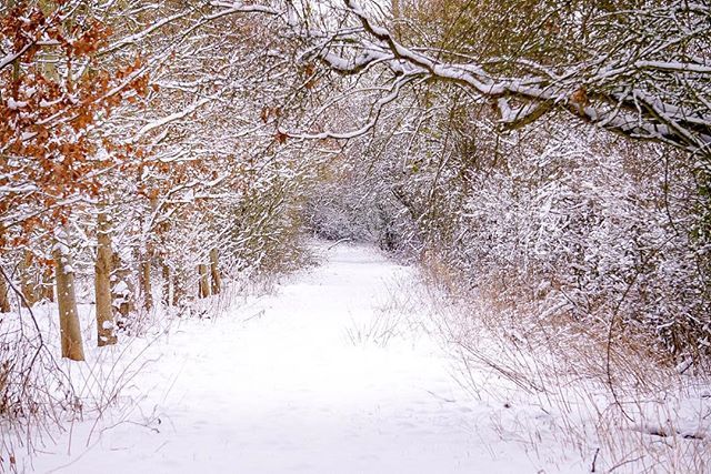 Unspoilt snow 🙏🏻❄️🙏🏻
.
.
.
.
.
.
#snowday #snow #england #woodland #walks #woodlandwalks #nationaltrust #britishweather #explore #adventure #instaphoto #outdoor #instasnow #igexplore #wiltshirewalks #wiltshire #southwest #uksnow #a6000 #sony #bri… ift.tt/2GEXHgQ