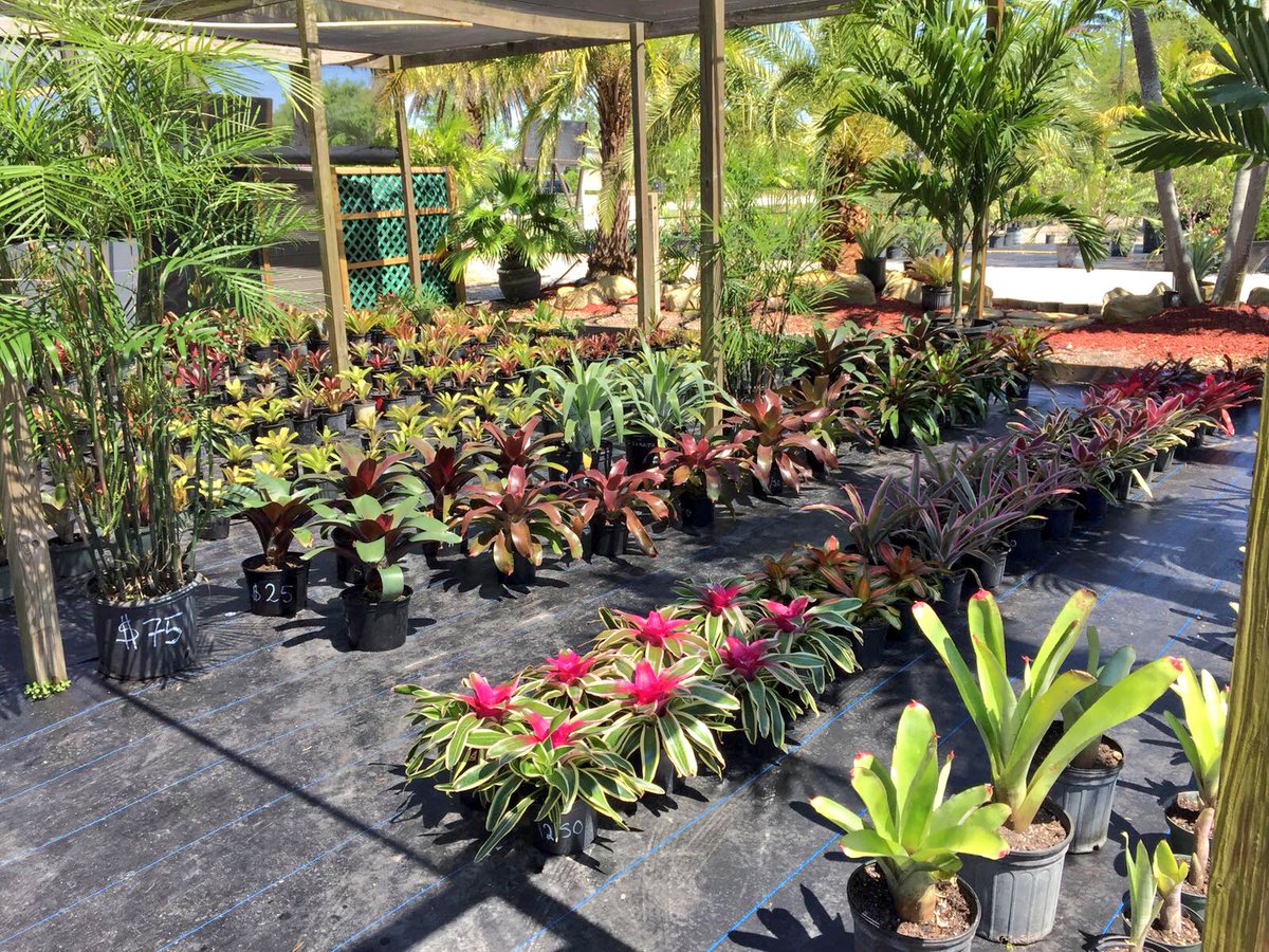 tc_nursery's tweet photo. These beautiful bromeliads are for available here👉🏼👉🏼16650 Griffin Rd, Southwest Ranches Fl. Come and check it out!! https://t.co/AMTPD3Sjvq