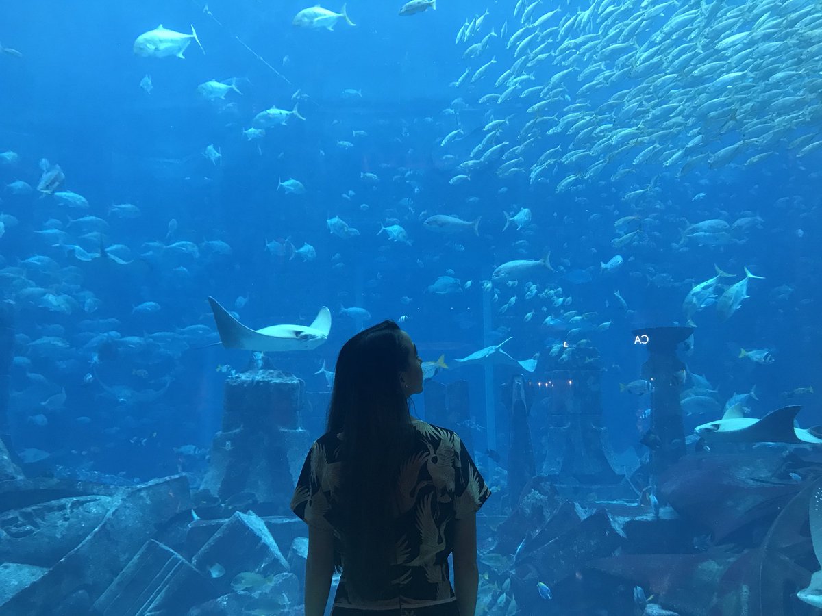 veronicamerrell's tweet image. Swim little fish 🐟 

Apparently this is one of the biggest aquariums in the Middle East #Dubai