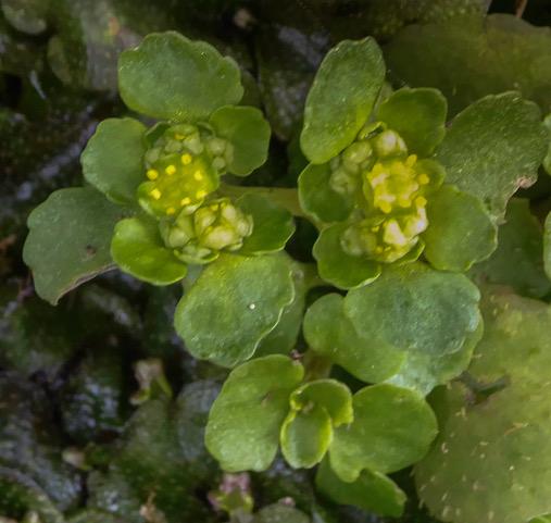Hirculus's tweet image. In spite of the bitter winds and snow, the tiny flowers of Opposite Leaved Saxifrage, Chrysosplenium oppositifolium are opening to remind us that Spring is on the way.