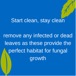 certis_belchim's tweet photo. Starting clean is a vital step in the fight against fungal diseases in strawberries, such as powdery mildew #HortTopTips #FungusFighter #StartCleanStayClean https://t.co/ZeF4fORv7u