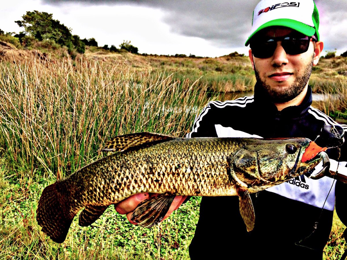 iFOS Lures (@ifoslures) on Twitter photo 