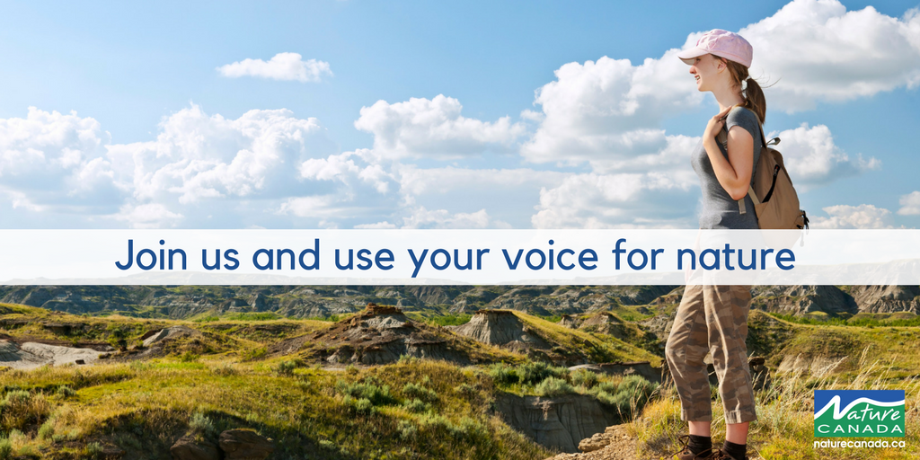SusanREaton_Geo's tweet photo. "We're promoting a landscape-scale approach to protect multiple species," said @GrahamSaul, executive director @NatureCanada: I'm in Ottawa attending Nature Canada's #BoardofDirectors meeting #MyNature #VoiceForNature #NatureHood #WomenForNature #SafeCatSafeBird #YOW https://t.co/da8Vtivi9y