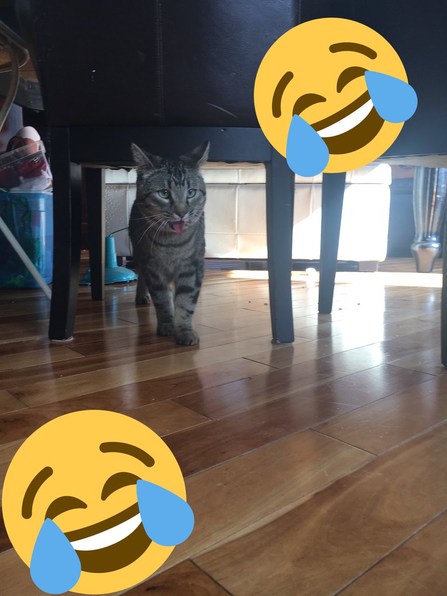 cute cat waffles tweet media