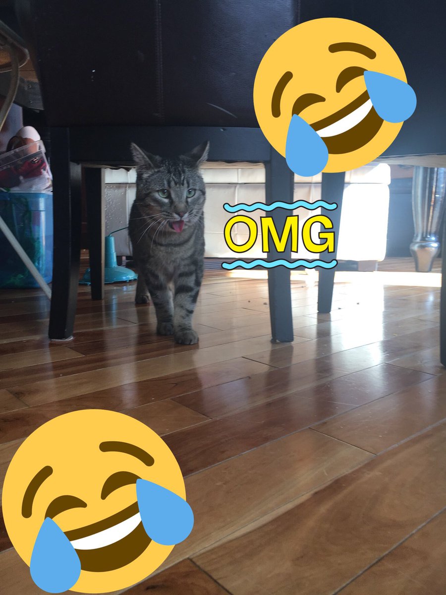 cute cat waffles tweet media