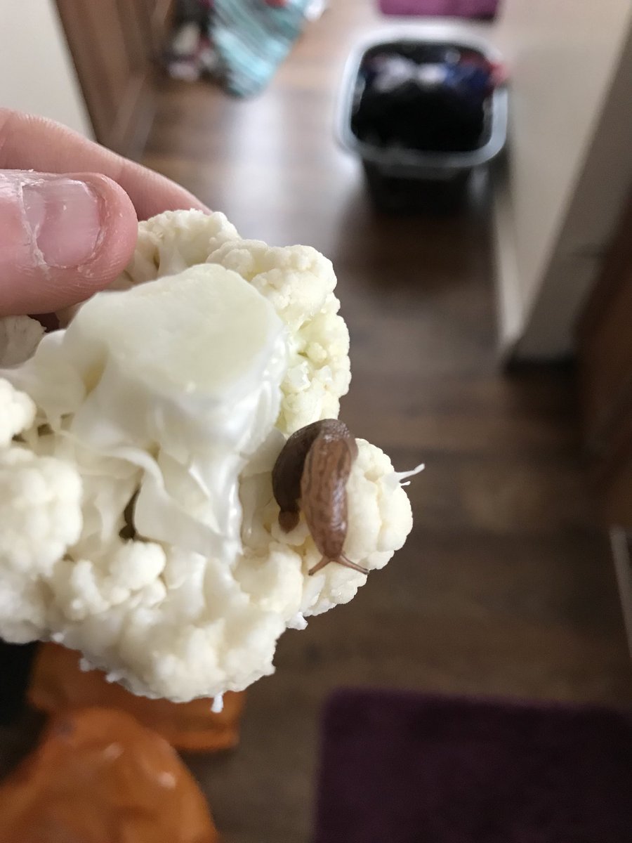 gaz_3's tweet photo. @sainsburys didn’t realise you got a free slug with every cauliflower bought https://t.co/O1FHPB5Ucd