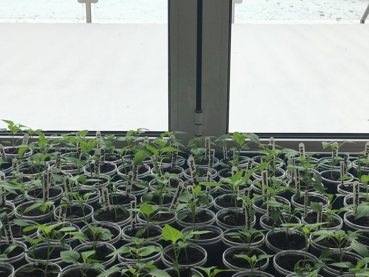 Bray Allotments tweet media