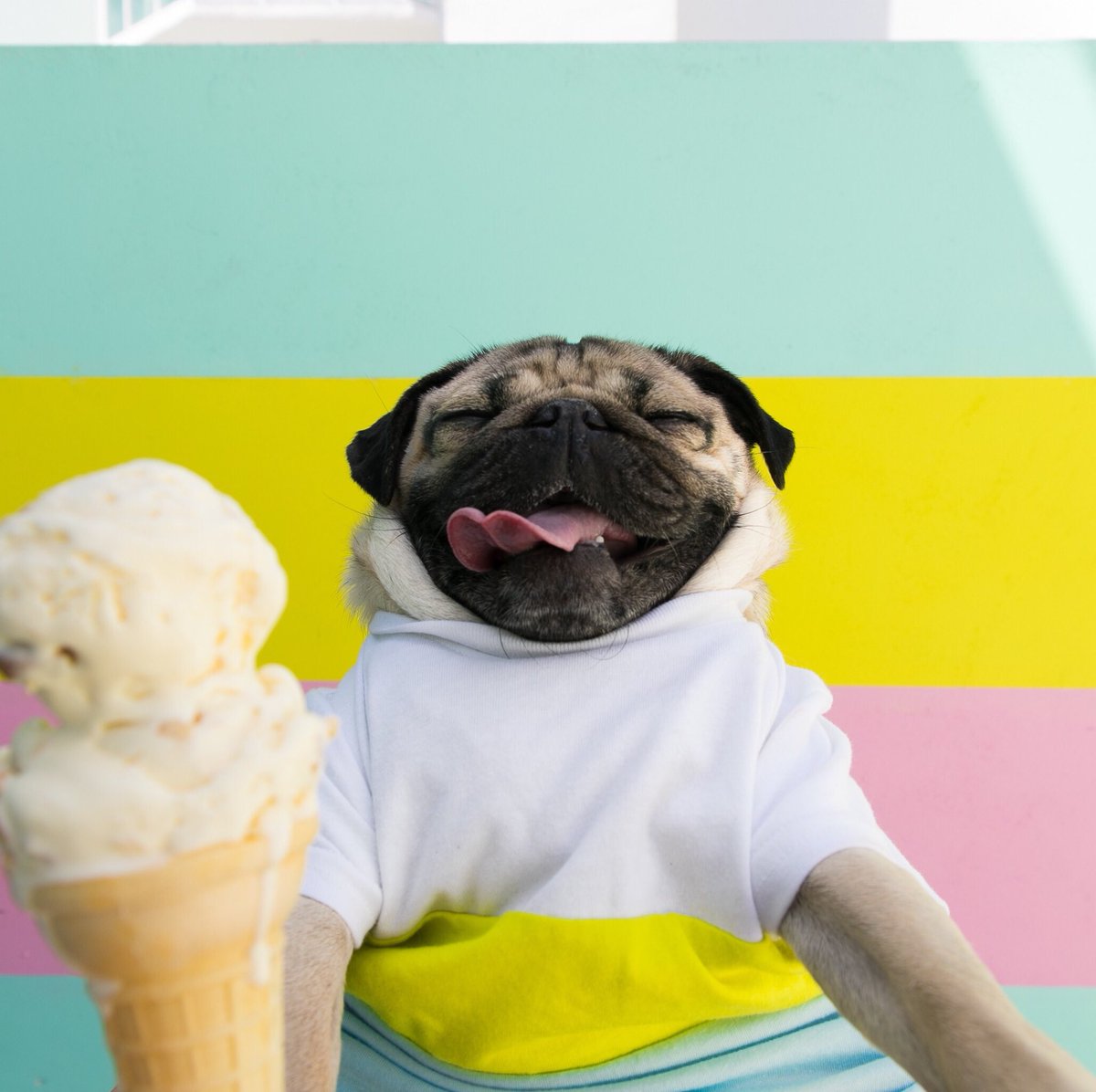 itsdougthepug's tweet image. Never settle for less than two scoops 🍦