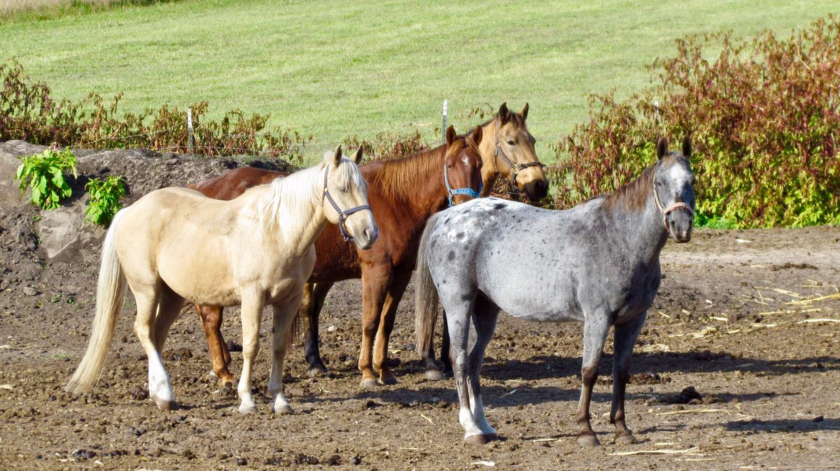 MitchandMarcy's tweet photo. #photofavorite #hadtopullover for #horsephotography π΄ #beautifulhorses
#backroadsarethebest π΄#hey_ihadtosnapthat
πΈ#mitchandmarcyphotos
#horsesoftwitter #horselife #TraverseCity #horselover #Horses @PicBallot @PureMichigan @TraverseCity https://t.co/vv6WQXa8W7
