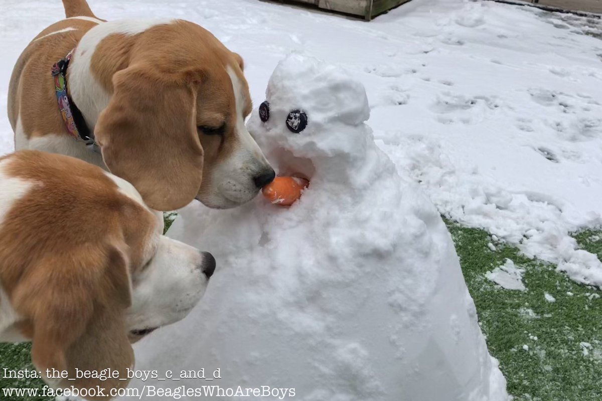 Beagle_Boys_'s tweet photo. There’s been a murder! Sirius the snowman is no more, his short life brought to an end by a certain two hounds. He was tortured first with the removal of his nose! Poor Sirius 🐶🐶☃️🥕 #Beagle #beagles #RIPSirius https://t.co/7pA3sjK7Pu