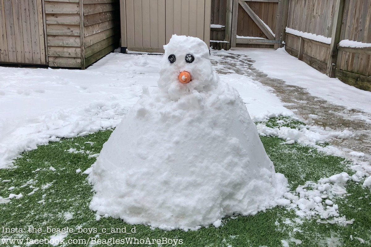 Beagle_Boys_'s tweet photo. There’s been a murder! Sirius the snowman is no more, his short life brought to an end by a certain two hounds. He was tortured first with the removal of his nose! Poor Sirius 🐶🐶☃️🥕 #Beagle #beagles #RIPSirius https://t.co/7pA3sjK7Pu