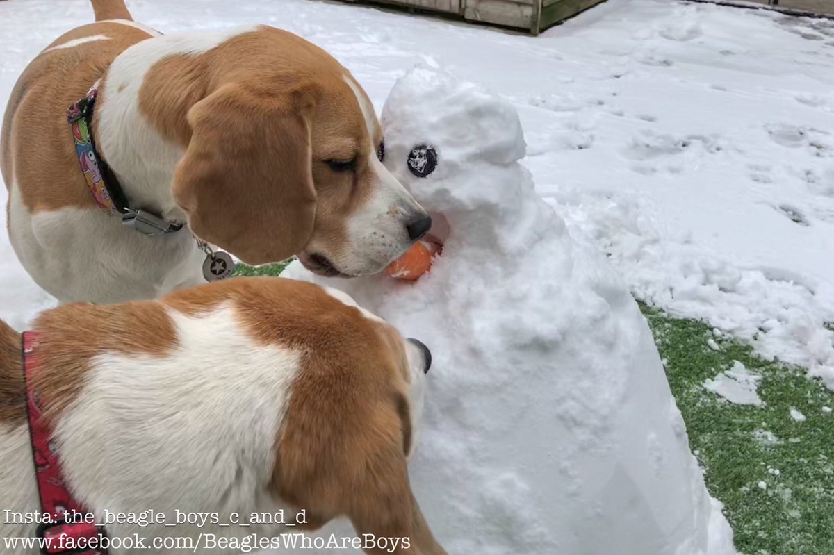 Beagle_Boys_'s tweet photo. There’s been a murder! Sirius the snowman is no more, his short life brought to an end by a certain two hounds. He was tortured first with the removal of his nose! Poor Sirius 🐶🐶☃️🥕 #Beagle #beagles #RIPSirius https://t.co/7pA3sjK7Pu