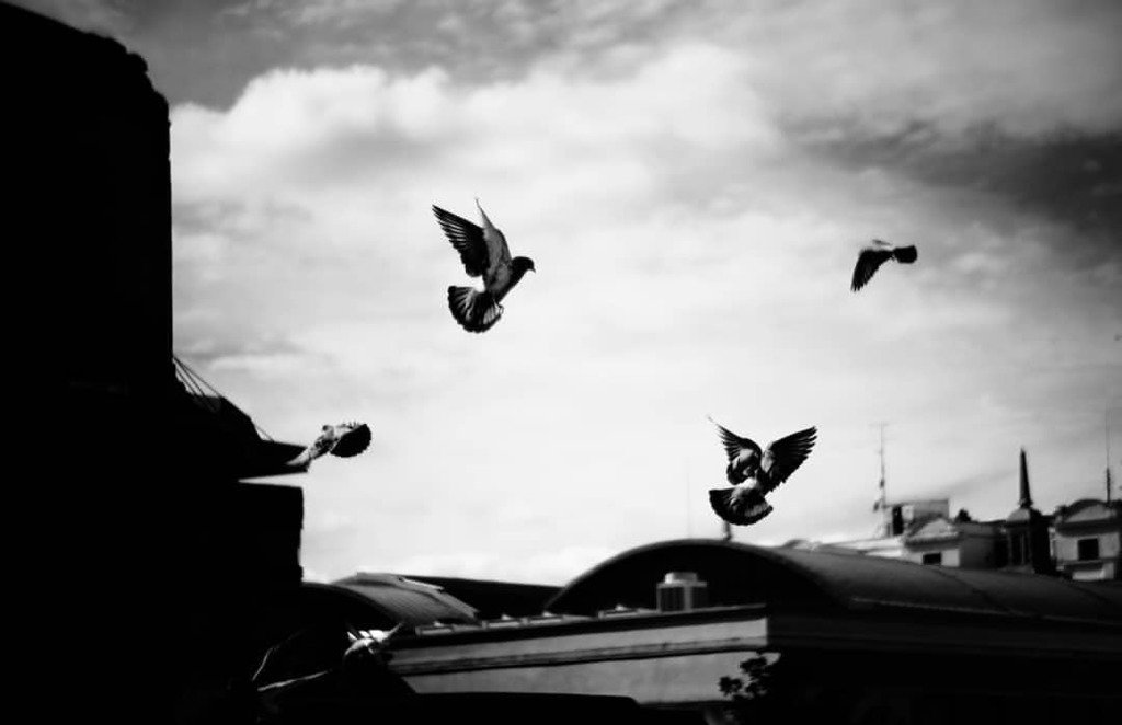 falevian's tweet photo. #streetphotography #street #Madrid #burndiary #burnmagazine #Spain
#everybodystreet #gspc #streetphotographers #lfimagazine #LCExposure #oggl #burndiary #street_photo_club #d #shootermag #helloicp #msnbcphoto #myfeatureshoot #everydayeverywhere #NOSp
#madrid_ig_streetlife … https://t.co/Gc4rlXG3Oz