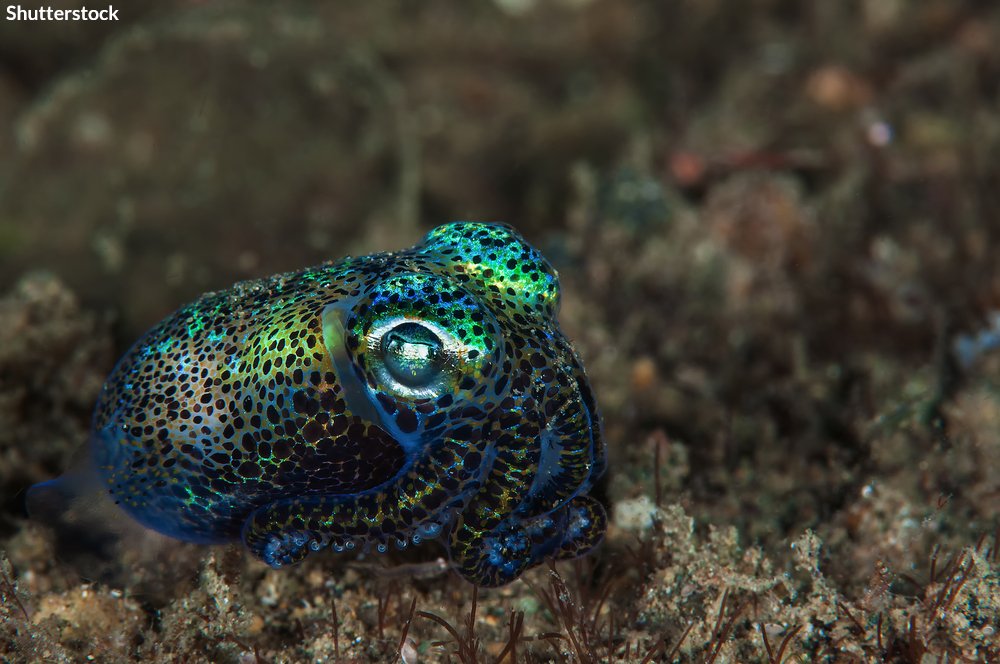 oceana's tweet photo. One of the many unicorns of the sea, the bobtail squid, maintain their stunning glow thanks to a symbiotic relationship with a bioluminescent bacteria. 🐙 https://t.co/exh7bLyvLr