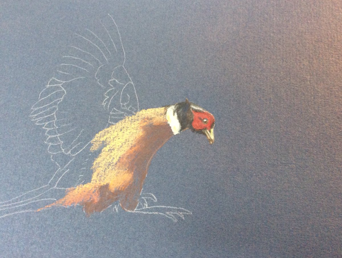 brittloeart's tweet photo. Very, very early stages of the latest drawing ✍🏻😆 Can you tell what it is yet? #pheasant #countrylife #howhandsome #cornwallartist https://t.co/ik7X2gbYV8