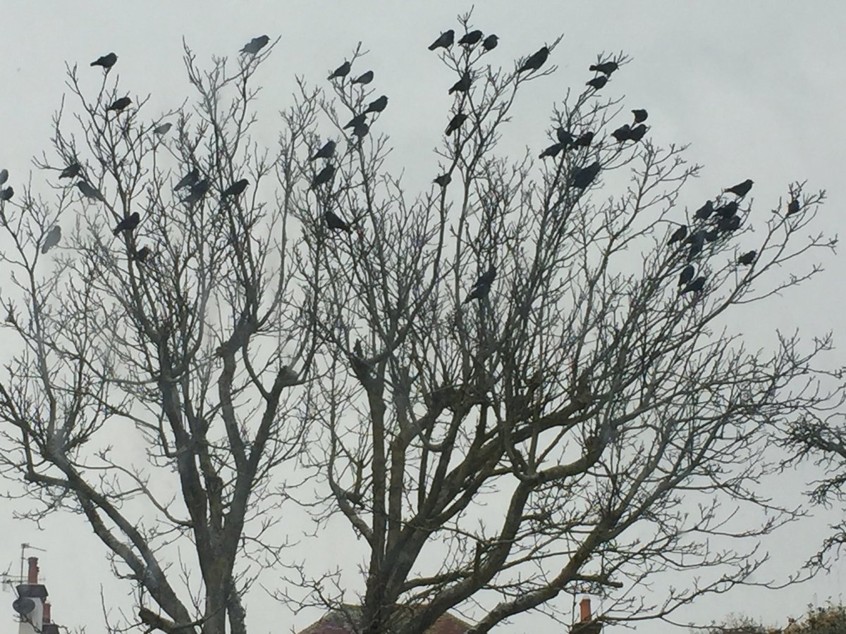 Don’t forget the birds in these freezing temperatures. This flock are getting ready to attack my new bird feeder