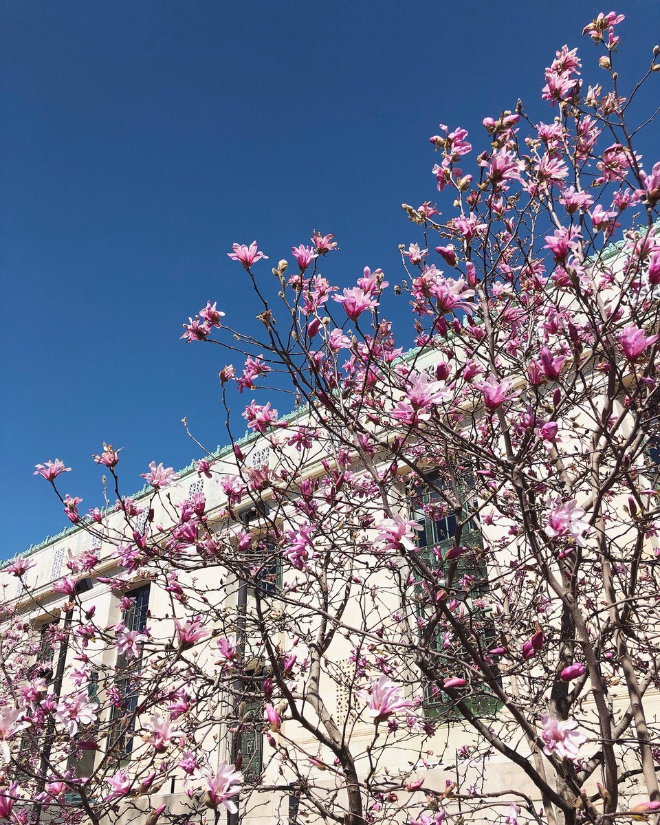 CPNAS's tweet photo. What a beautiful day! Take a stroll on the Mall and then join us at 3 p.m. for a talk with @RLukeDuBois and @annecgoodyear at 2101 Constitution Ave., N.W. Doors open at 2 p.m. https://t.co/YOpnVfpwea #DuBoisData #nationalmall #CherryBlossomDC https://t.co/TEjIWgqyU7