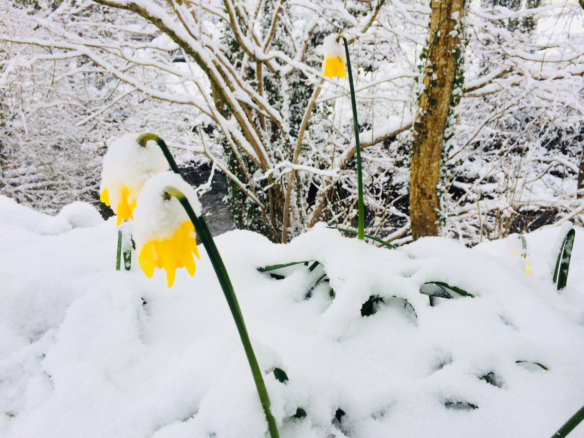Pokehampton (@pokehampton_) on Twitter photo Spring is officially upon us in Devon! <a href="/dartmoornpa/">Dartmoor National Park</a> #okehampton #gatewaytodartmoor #snowday2018 Spring is officially upon us in Devon! <a href="/dartmoornpa/">Dartmoor National Park</a> #okehampton #gatewaytodartmoor #snowday2018