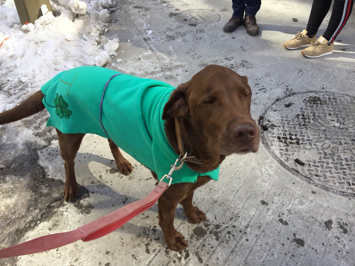 Doggies dressed in green? Why not! It’s the St-Patrick’s Day Parade! @CityNews https://t.co/F6yhxEUXbu
