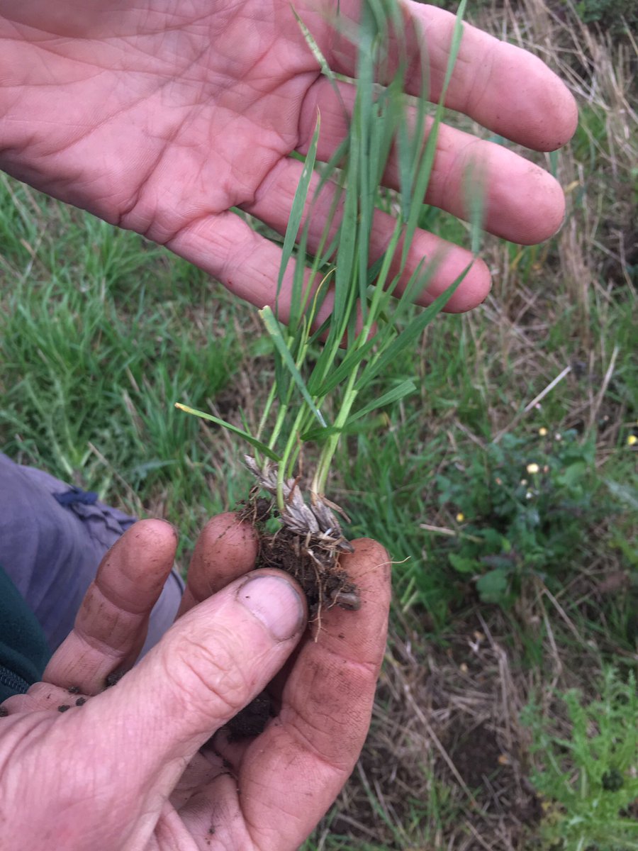 farmerama__'s tweet image. This is an amazing opportunity to learn about what it takes to make bread and be a farmer! Deadline to join @OurFieldProject is Wednesday. Details here loomio.org/d/WufQlHKM/wou… please share @PebbleMagazine @MilesWPhoto @SusFoodTrust @SusFoodStory @WWOOFUK